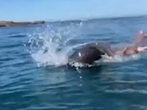 A fur seal and an octopus recently tangled in the South Bay just off New Zealand's South Island. (YouTube/Caters TV)