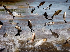 The Illinois Department of Natural Resources and the Asian Carp Regional Coordinating Committee (ACRCC) announced Friday, June 23, 2017, the preliminary finding of 1 silver carp in the Illinois Waterway below T.J. O'Brien Lock and Dam, approximately nine miles away from Lake Michigan. This is the first time a silver carp has been found above the U.S. Army Corps of Engineers' electric dispersal barriers. (Jim Weber/The Commercial Appeal via AP)