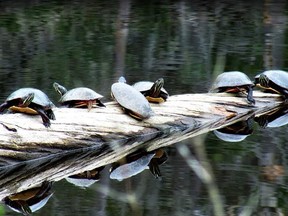 Outdoors photo turtles