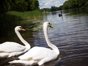 The Royal Swans, two Australian Black and two Mute White, were released into the Rideau River during a family event at Brantwood Park on Saturday June 24, 2017.   Ashley Fraser/Postmedia