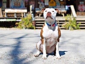 A 3-year-old pit bull named Brynneth Pawltro was elected mayor of Rabbit Hash, a town in Kentucky. (Mayor Brynn/Facebook)