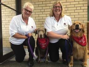 Myra Pettit, left, and her silver lab Sky and Ruth Burridge and Ginger are two of St. Thomas-Elgin St. John Ambulance’s four participants in its new canine therapy program. (Jennifer Bieman/Times-Journal)