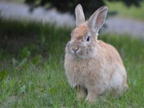 One of the many bunnies that can be found hopping about in a quiet neighbourhood in Garson. (Jim Moodie/Sudbury Star)