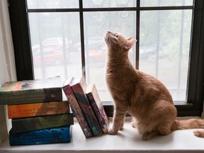 A collection of Harry Potter books are pictured at the home of Caitlin Moore in Washington, DC. Her cat, Dudley, sits near the books. (Photo by Sarah L. Voisin/The Washington Post)