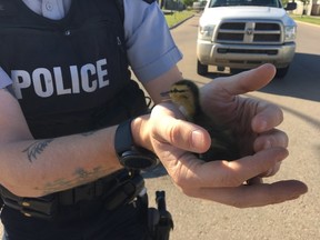 RCMP officers rescue ducklings that fell into the sewer in Fort McMurray. Supplied photo