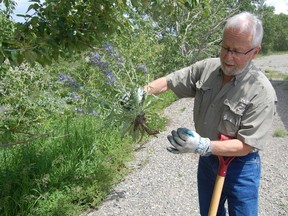 David Green pulls out a particularly nasty piece of blueweed adjacent to the Horseshoe Pavilion. | Andrew Glen McCutcheon photo/Pincher Creek Echo