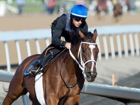 Jockey Jerome Lermyte takes Queen’s Plate contender Spirit of Caledon for a run at Woodbine Racetrack yesterday in preparation for 158th running of the $1-million race on Sunday. (Michael Burns/The Canadian Press)