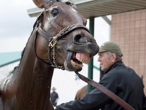 Holy Helena gets hosed down after working out at Woodbine Racetrack yesterday. The Queen’s Plate contender is looking to become the first filly to win the race since 2014. (Michael Burns/The Canadian Press)