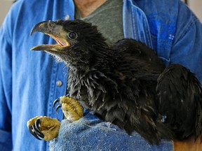 This five-week-old bald eagle chick named "Dobi", after the man who found it, was rescued when high winds downed the tree it was in near the Strathcona Riverside Nature Trail on June 27, 2017, destroying the nest and killing three other chicks. It is recovering at the Alberta Society for Injured Birds of Prey. Larry Wong/Postmedia