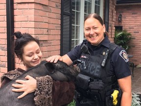 Const. Renee Harnack returns a lost pot-bellied pig to its owner in Burlington, Ont., Thurs., June 29, 2017 in a handout photo. (THE CANADIAN PRESS/HO-Halton Regional Police Service Burlington)