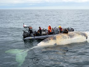 Researchers check out a dead right whale in the Gulf of St.Lawrence in a handout photo. (THE CANADIAN PRESS/HO-Department of Fisheries and Oceans)
