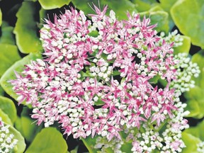 Sedum is relatively low maintenance.