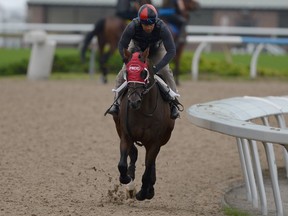 Queen’s Plate contender Vaughan gets in some training with exercise rider Charlie Brown. (MICHAEL BURNS PHOTO)