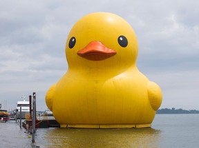 Giant rubber duck arrives in Toronto for Canada 150 after