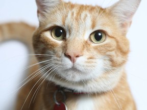 Tico the cat was one of 117 animals available for adoption at the Ottawa Humane Society as of Friday.