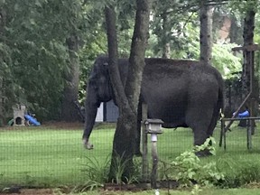 An elephant walks in the yard of a home in Baraboo, Wis., on Friday, June 30, 2017. Law enforcement officers quickly got in touch with the nearby Circus World Museum, home to the wandering pachyderm. A trainer arrived and led the elephant back to the circus complex. (Jaime Peterson via AP)