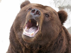 File photo of a brown bear. (ALEXANDER NEMENOV/AFP/Getty Images)