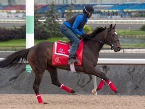 Queen’s Plate contender King and His Court, under exercise rider Wayne Brown, gallops at Woodbine Racetrack in preparation for 158th running of the $1-million race today. (Michael Burns/The Canadian Press)