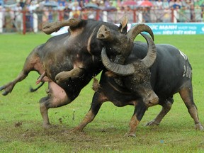 Two buffalos fight during buffalo fighting festival at Do Son stadium on September 21, 2015 in Do Son, Vietnam. Vietnamese devotees have held the buffalo fighting festival annually since the 18th century to honour The God of Water and to pray for safety, prosperity, and good harvest. (Photo by Robertus Pudyanto/Getty Images)