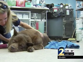 Lulu was found buried alive last month in Tucker, Ga., but later died. (wsbtv.com)