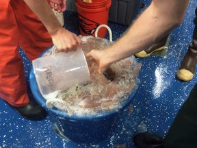 This Thursday, June 23, 2016, photo provided by Ric Brodeur, taken off the Oregon coast, shows a bucket full of pyrosomes. (Ric Brodeur via AP)