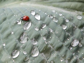 ladybug