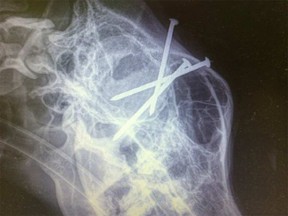 Kuma, a two-and-a-half-year-old German Shepherd, was found with three nails lodged in its skull. (Screenshot)
