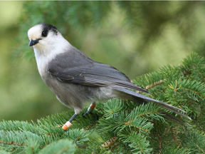 Canadian Heritage is not looking for a national bird for a symbol. So, sorry, Gray Jay.