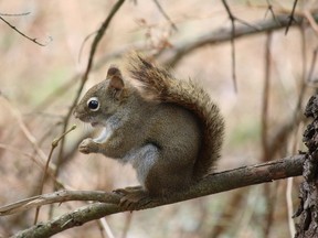 Red squirrel. (Photo courtesy Andrea Wishart)