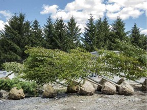 Trees awaiting planting at Lansdowne Park in 2014. BRUCE DEACHMAN