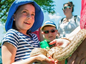 Taylor Bertelink/The Intelligencer
Amber Arsenault, 8, holds a bull snake named Ferdinand during a special event held at Riverside Park Wednesday.