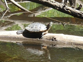 This red-eared slider turtle was found in Junction Creek earlier this week. It could cause problems for other turtle species in the creek. (JUNCTION CREEK STEWARDSHIP COMMITTEE/FACEBOOK PHOTO)