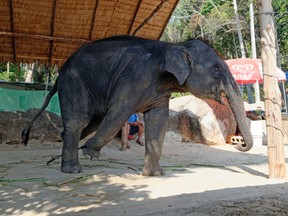 This undated photo released by World Animal Protection, shows an elephant used for entertainment at a venue in Thailand. (World Animal Protection via AP)