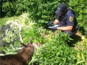 An NCC conservation officer beside the tranquilized moose on Wednesday, July 5, 2017.