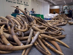 Ivory tusks are displayed after being confiscated by Hong Kong Customs in Hong Kong, Thursday, July 6, 2017. (AP Photo/Kin Cheung)