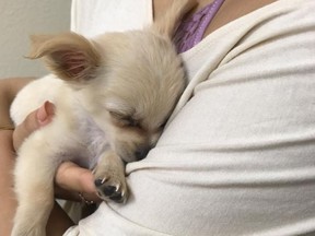 Chewy, a three-month-old Chihuahua, was abandoned in a Las Vegas airport bathroom. (Facebook/Connor and Millie's Dog Rescue)