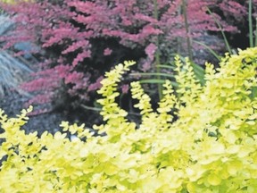 Choose chartreuse foilage to brighten your garden and create interesting contrasts.