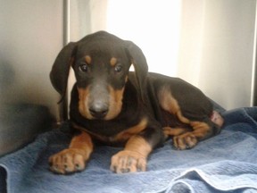 Lola, a three-month-old Doberman pinscher puppy, was found abandoned at the side of the road in Langley on July 2, 2017. Her tail had been zip-tied in what the SPCA suspects was a botched home amputation for cosmetic purposes. She is being cared for at the Abbotsford SPCA with a foster home. [PNG Merlin Archive]