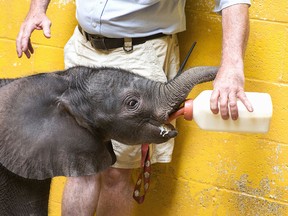 In this June 6, 2017, file photo, Willie Theison bottle feeds the new baby elephant calf at the Pittsburgh Zoo & PPG Aquarium in Pittsburgh. (Antonella Crescimbeni/Pittsburgh Post-Gazette via AP, File)