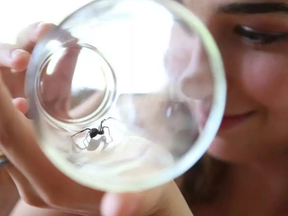 Christy Canning watches the black widow spider that her family found in some grapes. JEAN LEVAC / POSTMEDIA