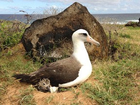 In this Feb. 13, 2013 photo, provided by Pacific Rim Conservation, a Laysan albatross protects a chick at Kaena Point Natural Area Reserve on the westernmost point of Oahu in Hawaii. (Lindsay Young/Pacific Rim Conservation via AP)