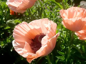 The Oriental poppy can be grown in local perennial gardens. Gardening expert John DeGroot says the easiest way to grow poppies is by directly sowing seeds into the spring garden, about a month before the frost-free date. (John DeGroot photo)