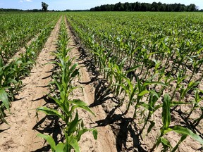 Corn crops in Southwestern Ontario have to make up for lost time with a slow start in June due to rain. (MIKE HENSEN, The London Free Press)