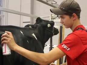 Jordan Hawthorne, 16, from Listowel uses a shine spray as he prepares to enter the ring for showing at the EastGen Challenge in Stratford on July 7, 2017. Hawthorne said he enjoys the fun and camaraderie of show days. (MEGAN STACEY/The Beacon Herald)