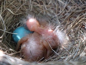 Outdoors photo robin nest