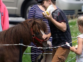 Ryan Kewley of Kristie's Little Portable Petting Zoo fends off a miniature horse interested in his hot dog at the Kingston Frontenac Housing Corporation's North End Family Fun Day at Headway Park on Friday. (Steph Crosier/The Whig-Standard)