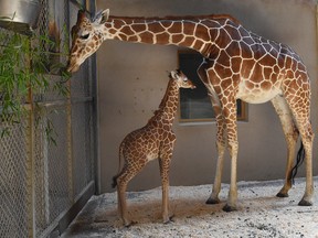 This June 28, 2017 photo provided by The Maryland Zoo shows a baby giraffe, Julius, and his mother, Kesi, at the zoo in Baltimore. (Jeffrey F. Bill/The Maryland Zoo via AP)