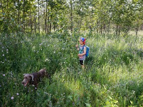 Blake Kilkenny, 6, and his dog, Phoenix, frolic among invasive weeds during Bark in the Park at the Terwillegar off leash area in Edmonton on Saturday, July 8, 2017. (Codie McLachlan/Postmedia)