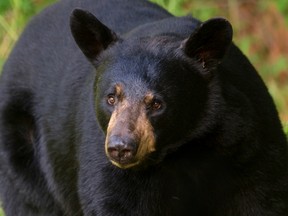 A black bear is pictured in this undated file photo. (SeventhDayPhotography/Getty Images)