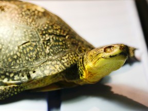 Blanding's turtle (Clifford Skarstedt/Postmedia Network files)